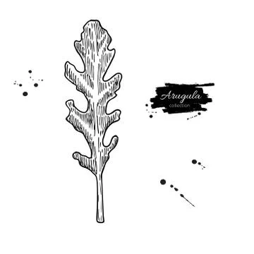 Arugula leaf hand drawn vector illustration. Isolated Vegetable engraved st.. Stock Illustration