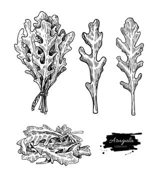 Arugula leaf hand drawn vector illustration set. Isolated Vegetable engrave.. Stock Illustration