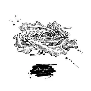 Arugula leaf heap hand drawn vector illustration. Isolated Vegetable engrav.. Stock Illustration