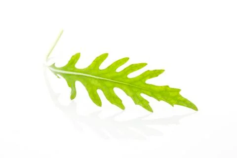 Arugula leaf isolated. Stock Photos