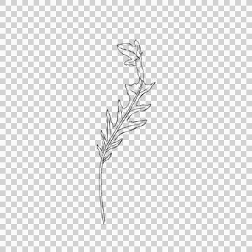 Arugula leaf png Stock Illustration