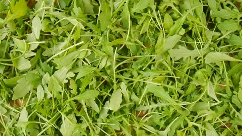 Arugula leaves in a basket. Stock Footage 239887387