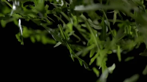 Arugula leaves flying up 库存影片 64544457