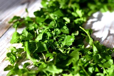 Arugula leaves Photos