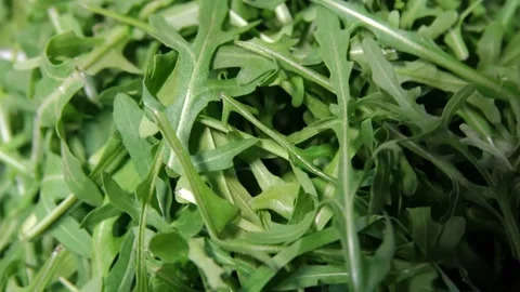 Arugula leaves rotating 360 top view.Fresh arugula Stock Footage 149786710
