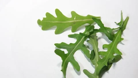 Arugula leaves rotating 360 top view.Fresh arugula Stock Footage 149786735
