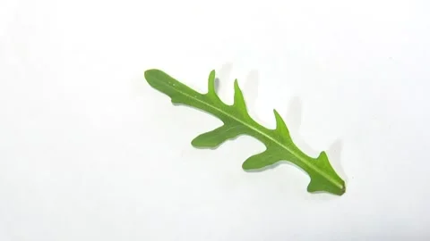 Arugula leaves rotating 360 top view.Fresh arugula 動画素材 149786817