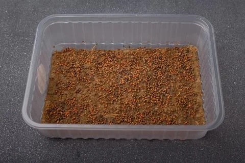 Arugula microgreen seeds in plastic container with linen growing mat on grey Stock Photos