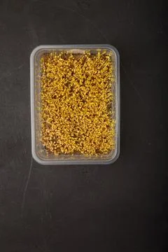Arugula microgreen seeds start germinating in plastic container with linen Stock Photos