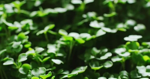 Arugula microgreens at home, micro green sprouts, close up video, slow motion Stock Footage 242293084