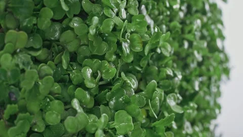 Arugula microgreens rotate on a white background close-up. Vertical video Stock Footage 273075879