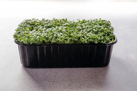 Arugula microgreens sprouts in plastic container Stock Photos