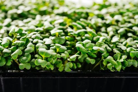 Arugula microgreens sprouts in plastic container close-up Stock Photos