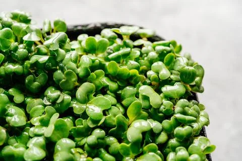 Arugula microgreens sprouts in plastic container close-up Stock Photos
