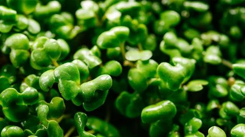 Arugula microgreens sprouts in plastic container close-up Stock Photos
