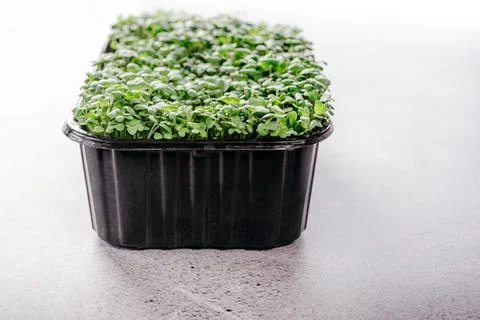 Arugula microgreens sprouts in plastic container Stock Photos