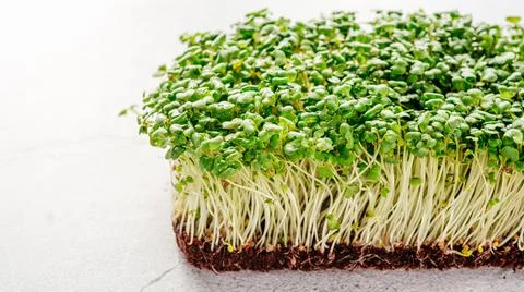 Arugula microgreens sprouts on the table Stock Photos