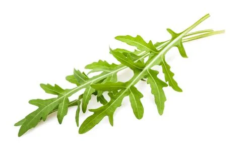 Arugula Stock Photos