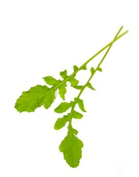 Arugula Stock Photos