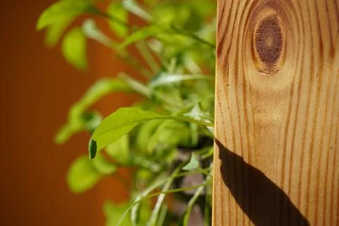 Arugula Stock Photos