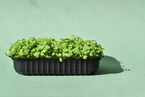 Arugula in a plastic container on a green background. Growing microgreens Stock Photos