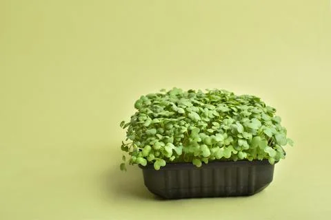 Arugula in a plastic container on a green background. Growing microgreens. Foto stock