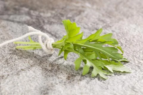 Arugula. pot herbs. Stock Photos