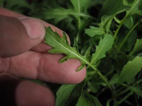 Arugula in a pot on the windowsill Stock Photos