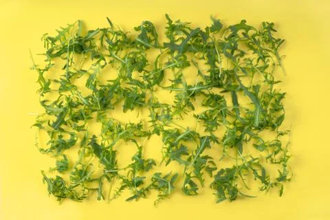 Arugula in rectangle form on yellow background Stock Photos