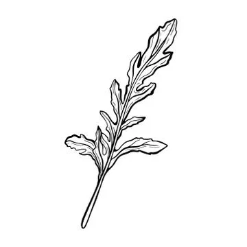 Arugula. rocket leaf-delicious greens, fragrant Stock Illustration