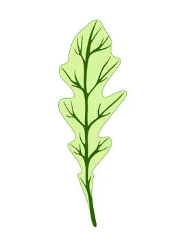 Arugula rucola (rocket salad). Single green leaf isolated on dark background Stock Illustration