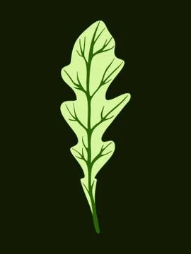 Arugula rucola (rocket salad). Single green leaf isolated on dark background Stock Illustration