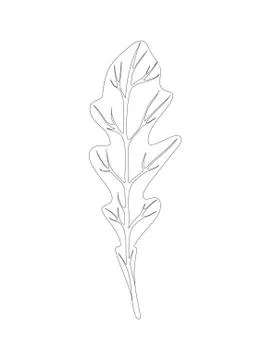 Arugula rucola (rocket salad). Single leaf isolated on white background. Line Illustrazione stock