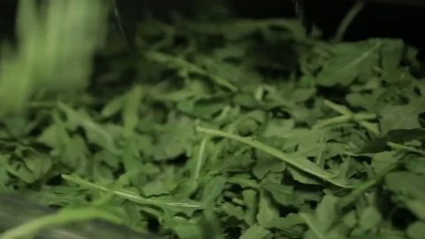 Arugula Salad PRep Stock Footage 79966056