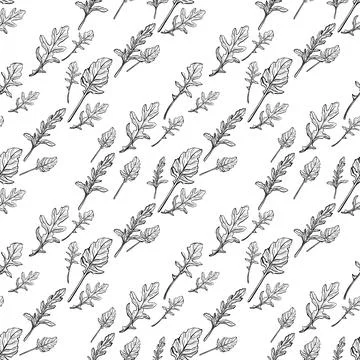 Arugula seamless pattern. Arugula leaves. Stock Illustration