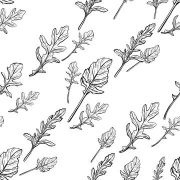 Arugula seamless pattern. Arugula leaves. Stock Illustration