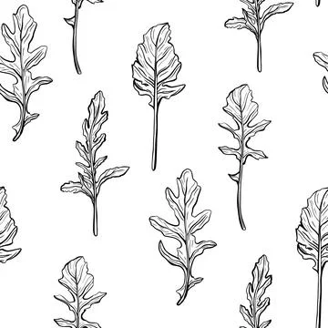 Arugula seamless pattern. Arugula leaves. Stock Illustration