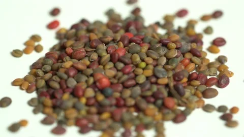 Arugula Seed, Macro Shot Seed, Organic Arugula Seed Vídeo Stock 153177953