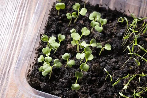 Arugula sprouts in the ground close-up Stock Photos