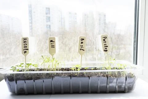Arugula sprouts in the ground close-up Foto stock