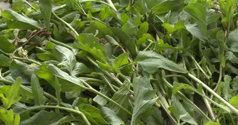 Arugula stems with leaves, background texture. Stock Footage 310144468