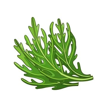 Arugula vector colored botanical illustration Stock Illustration