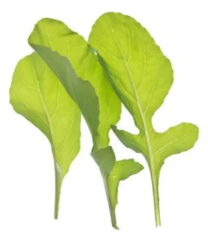 Arugula on white Stock Photos