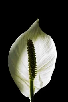 Arum lily Stock Photos