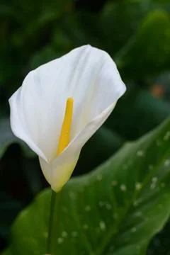 Arum Lily Stock-Fotos