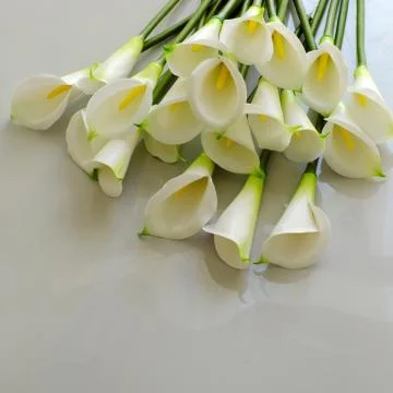 Arum lily on white Stock Photos