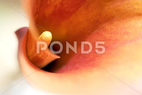 Arum lily (zantedeschia sp.) Stock Photos