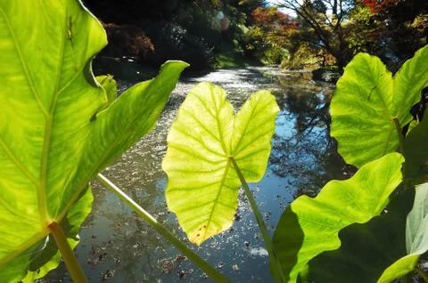 Arum's leafs Stock Photos