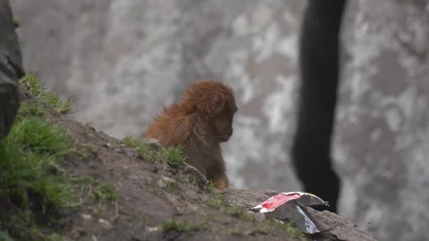 Arunachal Macaque (Macaca munzala) on human garbage in Arunachal Pradesh Stock Footage 261038461