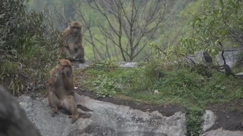 Arunachal Macaque (Macaca munzala) sitting and feeding on a cliff in Arunachal P Stock Footage 261038324
